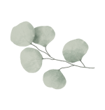 planta